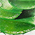 Алоэ (Aloe)