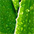 Aloe Vera - Алоэ Вера