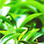 Green Tea Seed - Зеленый чай