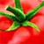 Tomato -Томат