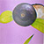 Acai Berry