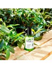 Сыворотка для сужения пор с чаем матча SOME BY MI Super Matcha Pore Tightening Serum 50 мл