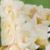 Freesia
