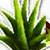 Aloe – алоэ