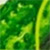 Cucumber - огурец