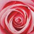 Rose - Роза