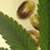 Hempseed - Семена конопли